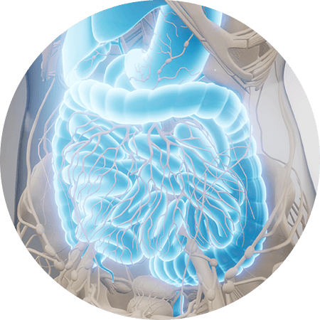 우리 몸의 대장을 표현한 사진